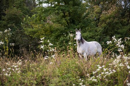 White horse standing on fieldの写真素材