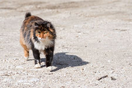 Front view of cat walking on roadの写真素材