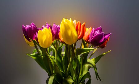 Bouquet of tulipsの写真素材