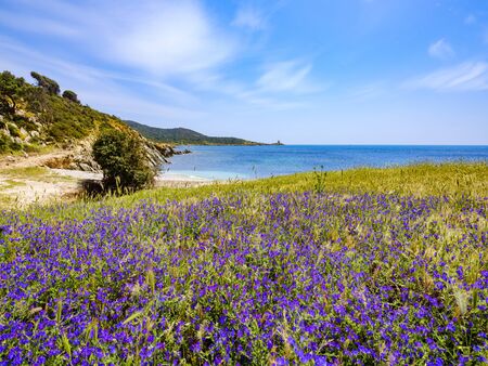 Free beach of Punta Libeccio - Cala Angioni overlooking the turquoise sea of ? ?? ? ?? Sardiniaの写真素材