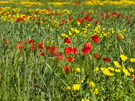 Green meadow with yellow flowers and bright red poppies. Wildflower background image.の写真素材