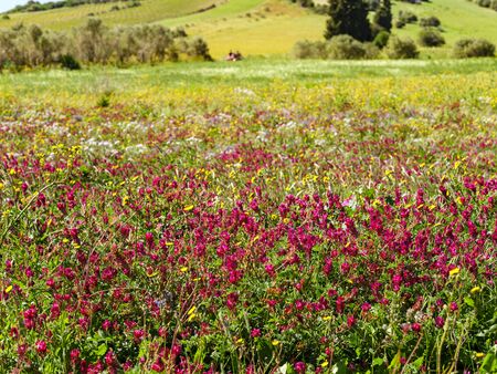Beautiful meadow full of pink and yellow wild flowers in springtimeの写真素材