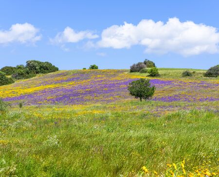 Panorama of a field blooming in spring with yellow daisies and purple flowers against the background of clear blue skyの写真素材