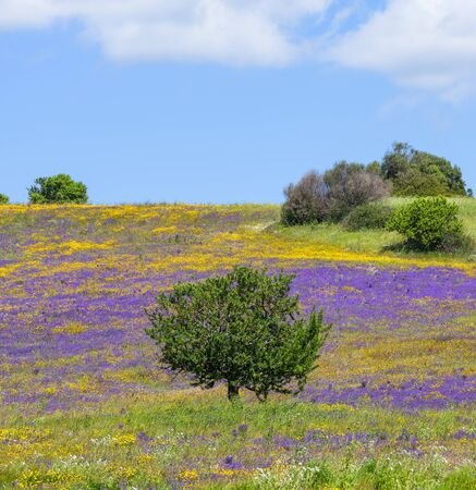 Panorama of a field blooming in spring with yellow daisies and purple flowers against the background of clear blue sky. Vertical image.の写真素材