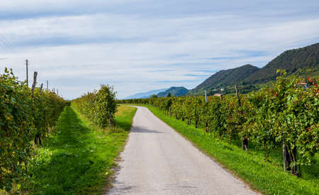 Road in the vineyards leading to a village of Valdobbiadene, Veneto, Northern Italyの写真素材