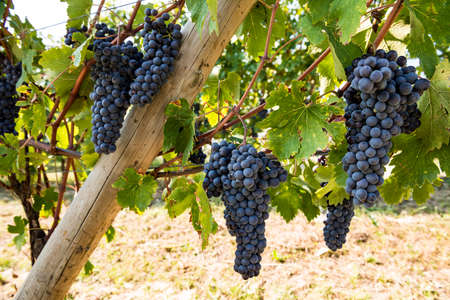 Vineyard ready for the September harvest. Concept of good hand-picked wine, organic and natural...
