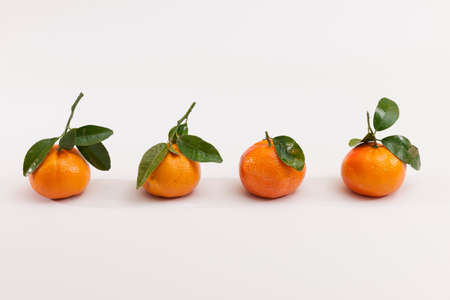 Group of four whole fresh orange mandarin line isolated on white background. Blank space for text.