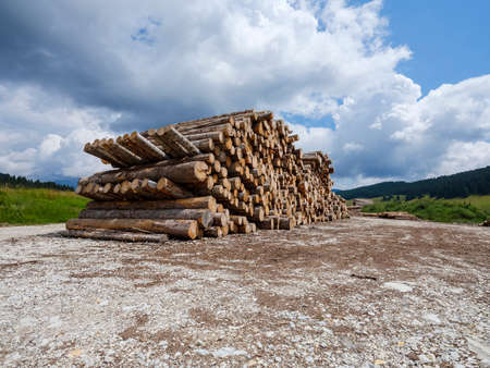 Tree trunks cut down by the tornado, cut and stacked waiting to be transported to the sawmill. Log trunks pile, the logging timber wood industry. Wide banner or panorama wooden trunks.の写真素材