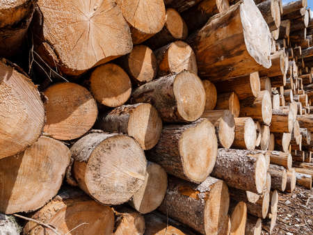Close up of tree trunks cut and stacked waiting to be transported to the sawmill. Log trunks pile,...