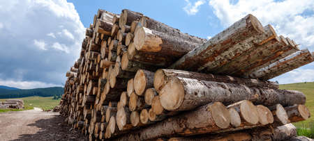Tree trunks cut and stacked waiting to be transported to the sawmill. Log trunks pile, the logging...