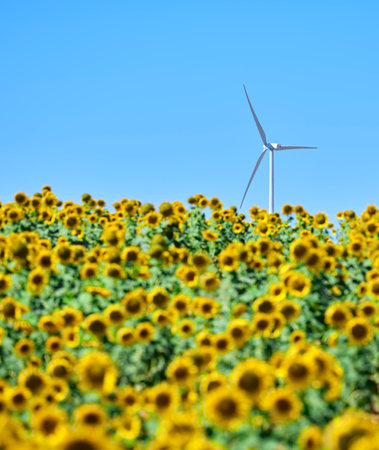 Sunflowers field on a sunny day in summer. In the background you can see the wind turbines. Energy saving concept.の写真素材