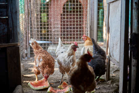 Hens in an open-air chicken coop, peck at the remains of a watermelon.の写真素材