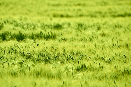Ears of wheat in the foreground. Young wheat field of green color, moved by gusts of wind. Sunlit...