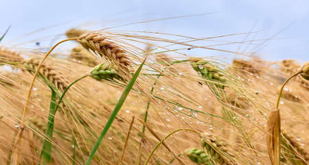 Ears of wheat in the foreground. Ripe wheat field of golden yellow color ready for harvest, moved by...