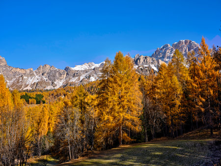 the larch woods with the orange colors of autumn. Autumn foliage in the woods, overlooking the Belluno Dolomites in Cortina d'Ampezzo, Veneto, Italy, Europe. Popular destination for climbing, trekking, skiing and snowshoeing.の写真素材