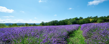 Lavender field in bloom near the village of Sale San Giovanni, Langhe region, Piedmont, Italy, Europeの写真素材