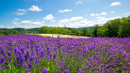 Close up of lavender spikes flowering near the village of Sale San Giovanni, Langhe region, Piedmont, Italy, Europeの写真素材