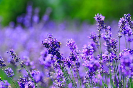 Close up of lavender spikes flowering near the village of Sale San Giovanni, Langhe region, Piedmont, Italy, Europeの写真素材
