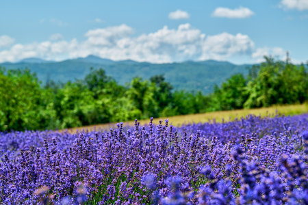 Lavender field in bloom near the village of Sale San Giovanni, Langhe region, Piedmont, Italy, Europeの写真素材