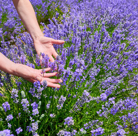 Cropped hand of woman touching purple flowers on field, Sale San Giovanni, Langhe region, Piedmont, Italy, Europeの写真素材