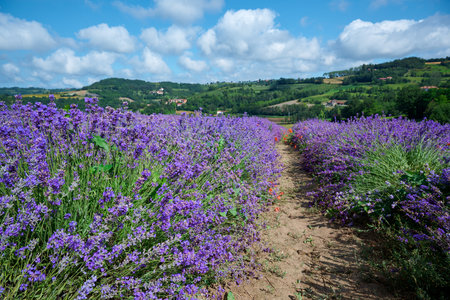 Blooming lavender with poppies near the village of Sale San Giovanni, Langhe region, Piedmont, Italy, Europeの写真素材