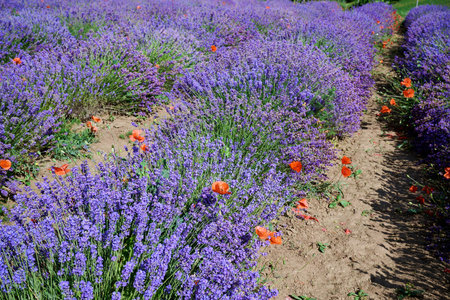Blooming lavender with poppies near the village of Sale San Giovanni, Langhe region, Piedmont, Italy, Europeの写真素材