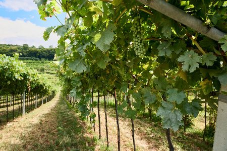 Rows of grapevines extend into the distance, surrounded by green foliage and sunny skies, indicating a fertile vineyard in the heart of Valpolicellaの写真素材