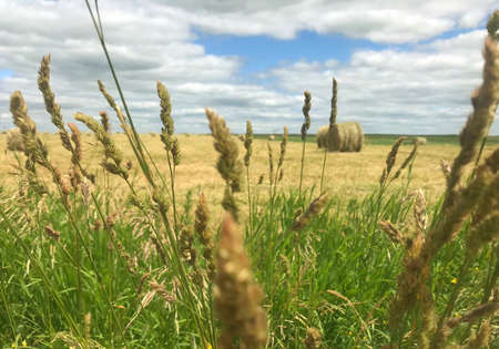 Fieldの写真素材