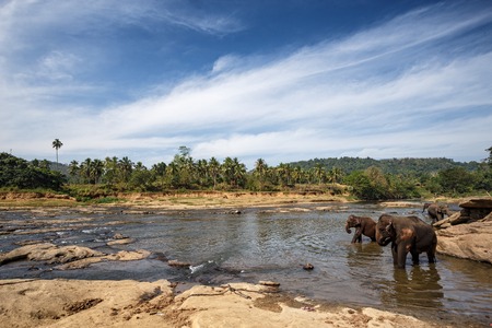 Elephants bathing in the river. National park. Pinnawala Elephant Orphanage. Sri Lanka.の写真素材