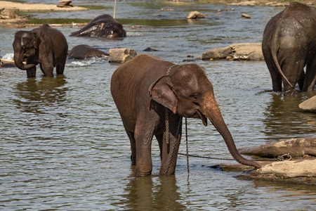 Elephants bathing in the river. National park. Pinnawala Elephant Orphanage. Sri Lanka.の写真素材