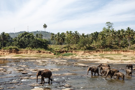 Elephants bathing in the river. National park. Pinnawala Elephant Orphanage. Sri Lanka.の写真素材