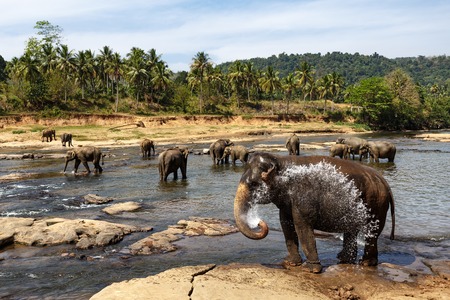 Elephants bathing in the river. National park. Pinnawala Elephant Orphanage. Sri Lanka.の写真素材