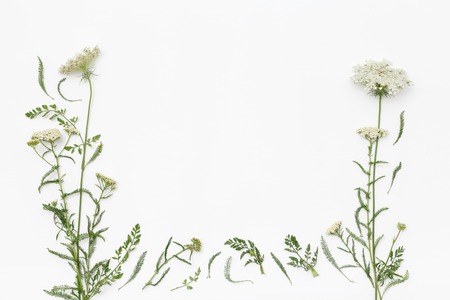 Wild flowers on white background. Top view, flat lay compositionの写真素材