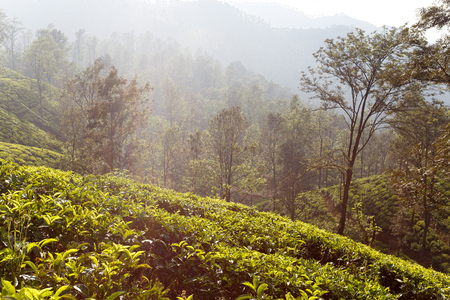 morning on tea plantations. Sri Lankaの写真素材