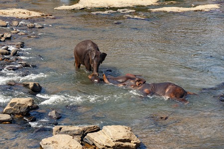Elephants bathing in the river. National park. Pinnawala Elephant Orphanage. Sri Lanka.の写真素材