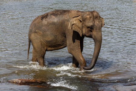 Elephants bathing in the river. National park. Pinnawala Elephant Orphanage. Sri Lanka.の写真素材
