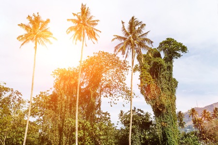 Beautiful nature. Peradeniya Sri Lanka