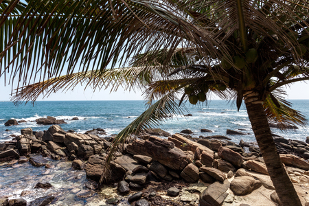 Palm tropical beach. Landscape rocky coast ocean.の写真素材