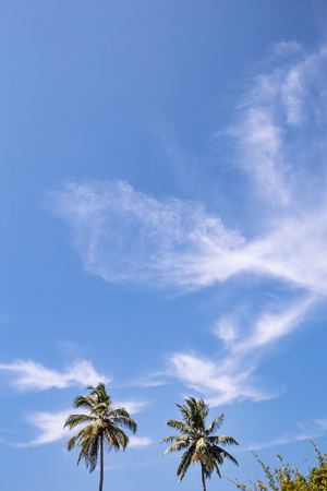 Beautiful landscape, tropical palm beachの写真素材