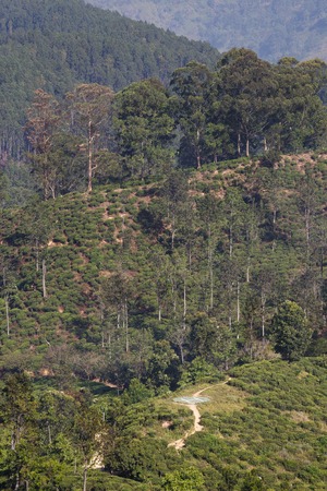 Beautiful tropical landscape. Tea plantation near the  helicopter pad.の写真素材