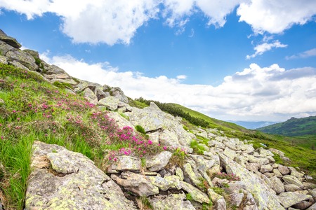 beautiful spring pink rhododendrons flower in mountainの写真素材