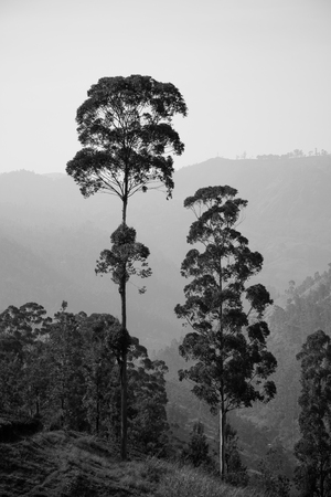 Beautiful landscape in the tropical mountains. Sri Lankaの写真素材