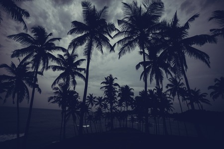 Beautiful morning landscape tropical beach. Mirissa Beach. Sri Lanka.の写真素材