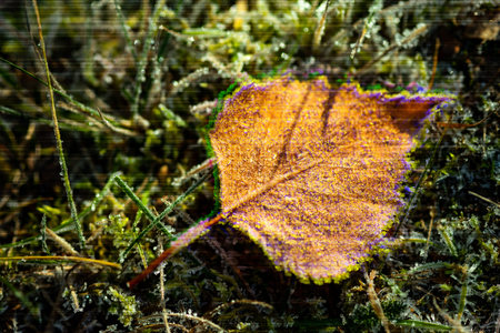 Autumn frosted birch leaf on green grass. Beautiful frosty morning. Autumn ends, winter is coming....