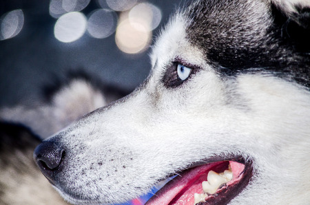 Siberian Husky dog with blue eyes looks to left. Husky dog has black and white coat color. Bokeh...