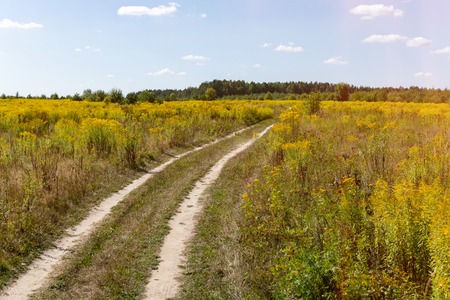 Country road in a field among yellow flowers of goldenrod. Way to escape