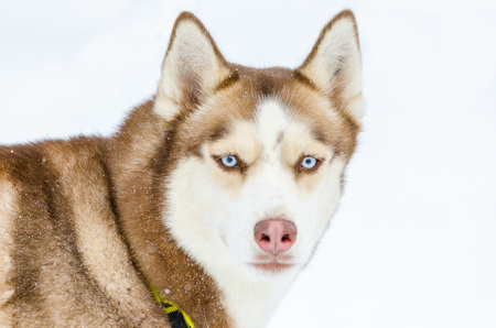 Siberian Husky dog with blue eyes. Husky dog has brown coat color. Isolated white background. Close...