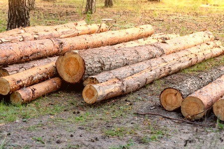 A pile of logs lie on ground in forest. Pile of firewood. Deforestation ecological problem.