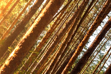Summer dense pine forest. Sunlight through the trees. Amazing woodland landscape. Heat weather.