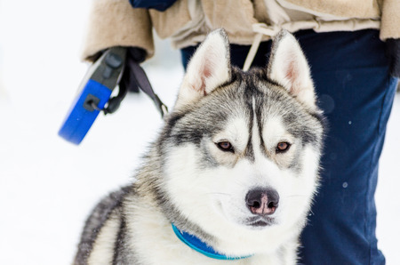 Siberian Husky dog on leash from owner. Husky dog has black and white coat color. Snowy white background.の写真素材